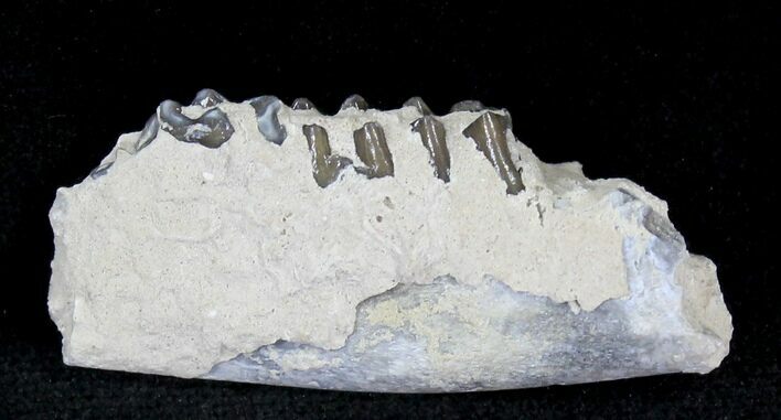 Oligocene Ruminant (Leptomeryx) Jaw Section #21126